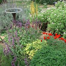 Cultivating, Drying, and Adding Herbs to Soap